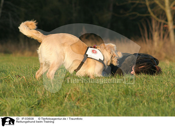 Rettungshund beim Training / rescue dog training / IF-03608