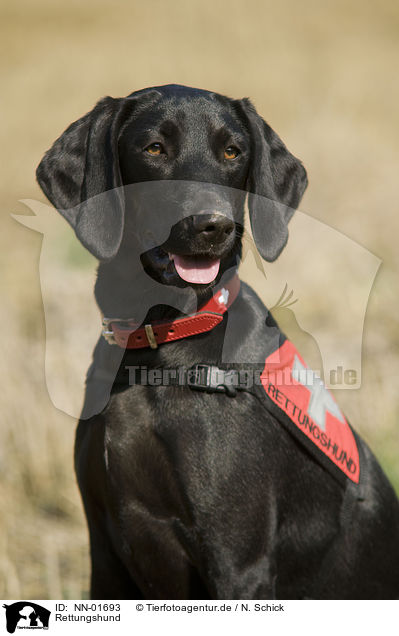 Rettungshund / rescue dog / NN-01693