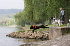 Hund bei der Wasserrettung