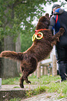 Hund bei der Wasserrettung