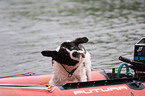 Hund bei der Wasserrettung