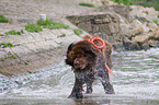Hund bei der Wasserrettung