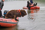 Hund bei der Wasserrettung