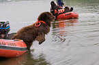 Hund bei der Wasserrettung