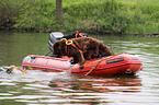 Hund bei der Wasserrettung