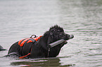 Hund bei der Wasserrettung