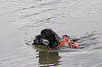 schwimmender Rettungshund