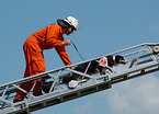 Rettungshund auf der Feuerleiter