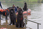 Rettungshund im Training