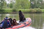 Rettungshund im Training