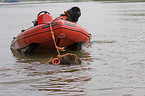 Rettungshund im Training