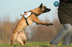 Rettungshund beim Training