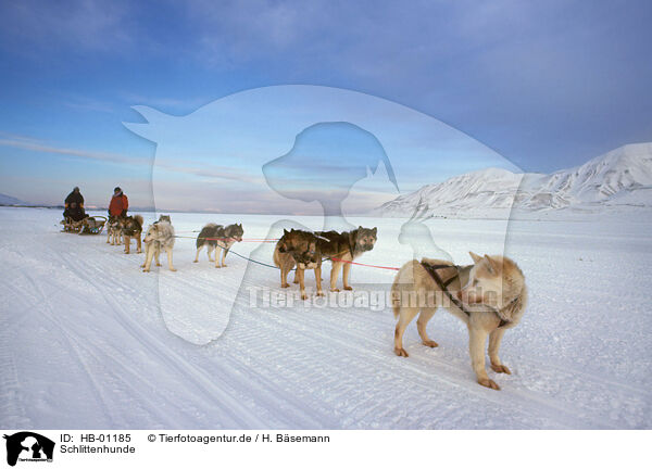 Schlittenhunde / HB-01185