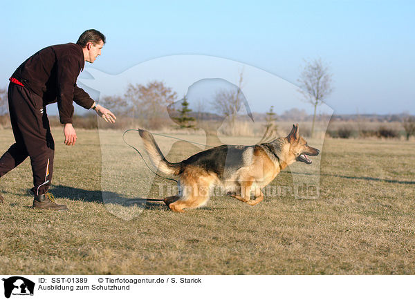 Ausbildung zum Schutzhund / drilling guard dog / SST-01389