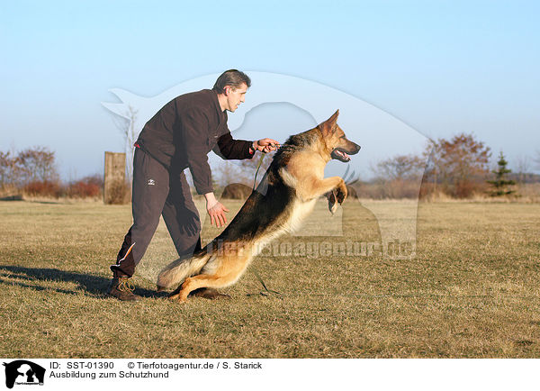 Ausbildung zum Schutzhund / SST-01390