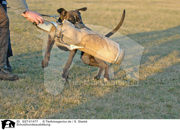 Schutzhundeausbildung / drilling guard dog / SST-01477