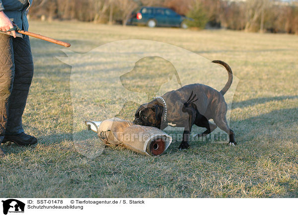 Schutzhundeausbildung / drilling guard dog / SST-01478