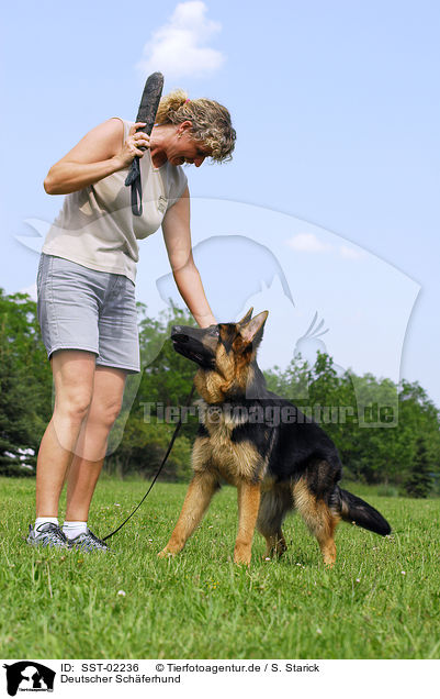 Deutscher Schferhund / SST-02236