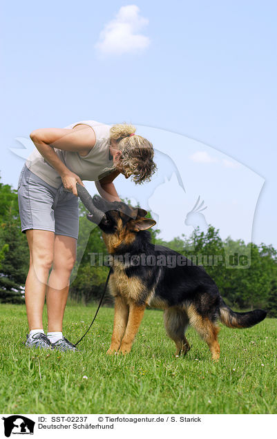 Deutscher Schferhund / SST-02237