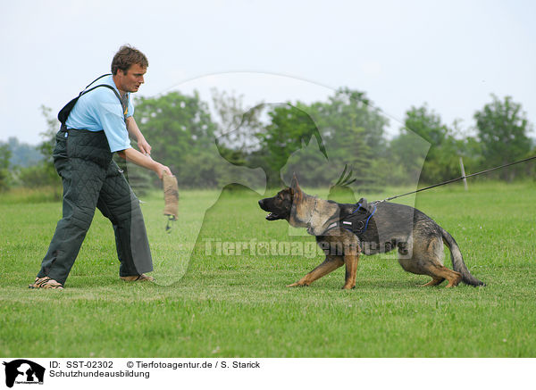 Schutzhundeausbildung / training protection dog / SST-02302