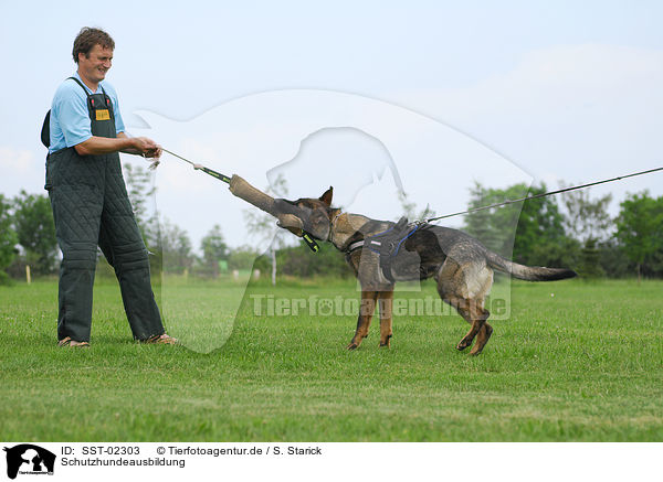 Schutzhundeausbildung / SST-02303