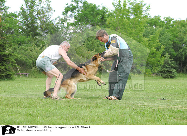 Schutzhundeausbildung / SST-02305