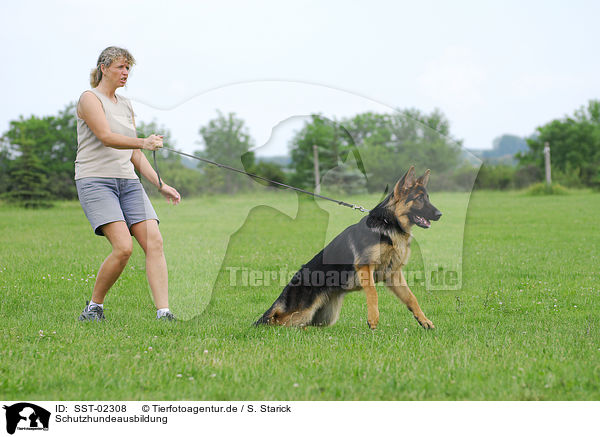 Schutzhundeausbildung / SST-02308