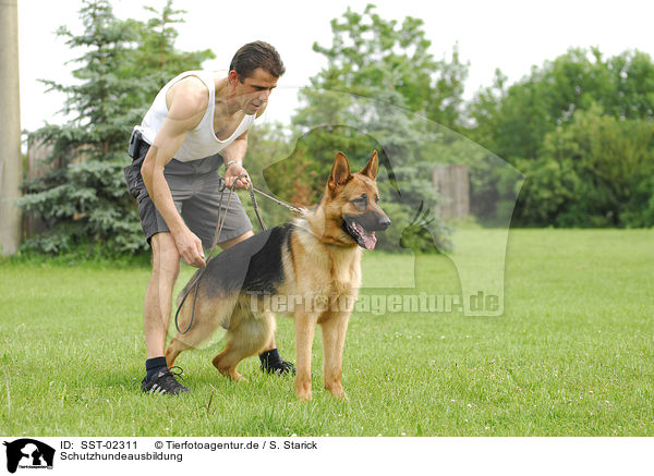 Schutzhundeausbildung / SST-02311