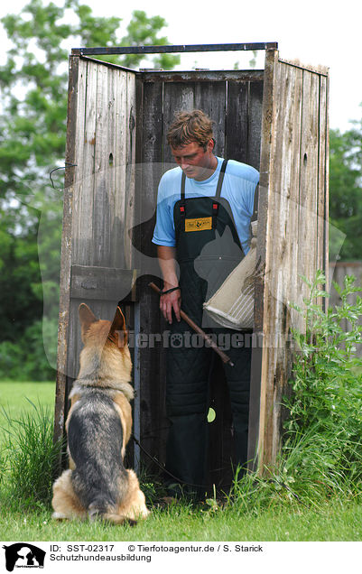 Schutzhundeausbildung / training protection dog / SST-02317