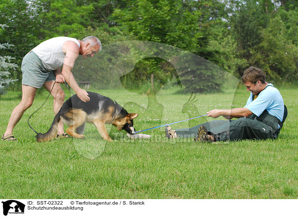 Schutzhundeausbildung / training protection dog / SST-02322