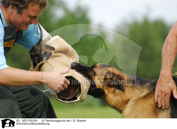 Schutzhundeausbildung / SST-02324