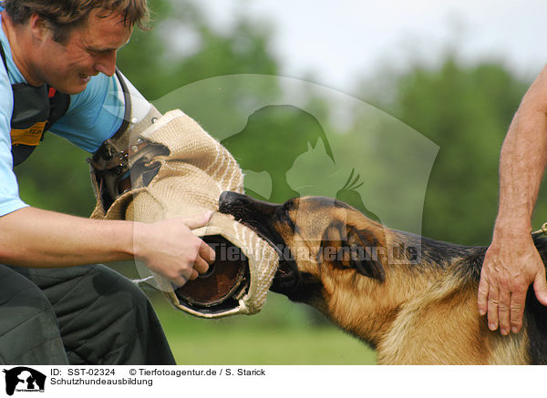 Schutzhundeausbildung / training protection dog / SST-02324
