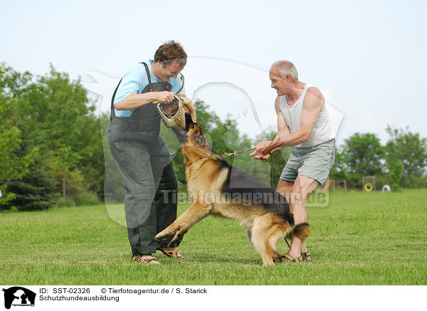 Schutzhundeausbildung / SST-02326