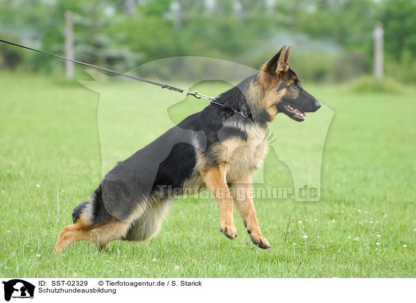 Schutzhundeausbildung / training protection dog / SST-02329