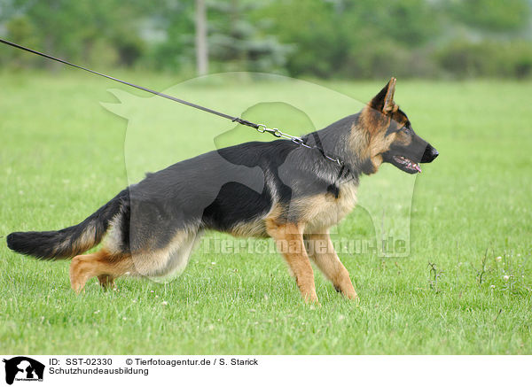 Schutzhundeausbildung / SST-02330