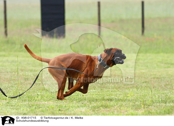Schutzhundeausbildung / guard dog education / KMI-01715