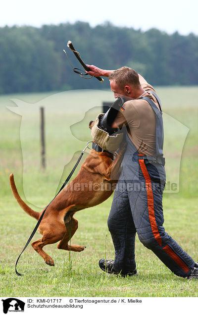 Schutzhundeausbildung / KMI-01717