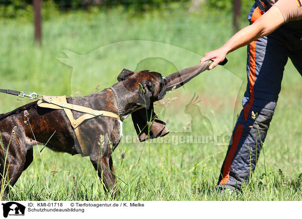 Schutzhundeausbildung / KMI-01718