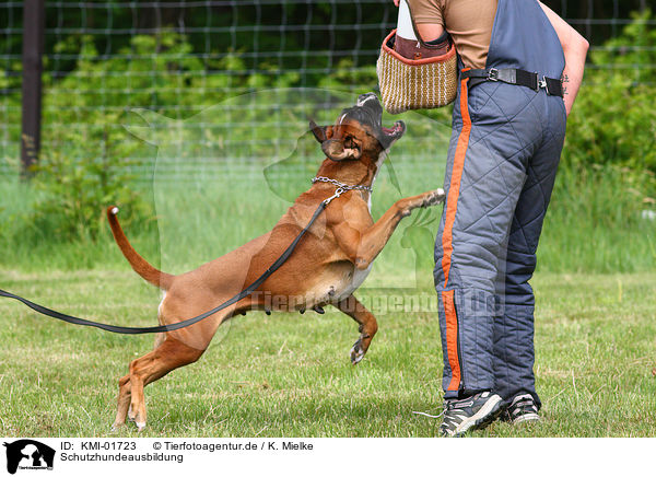 Schutzhundeausbildung / KMI-01723