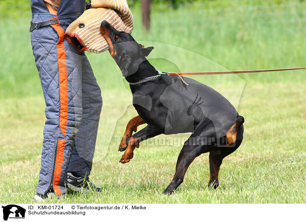 Schutzhundeausbildung / KMI-01724