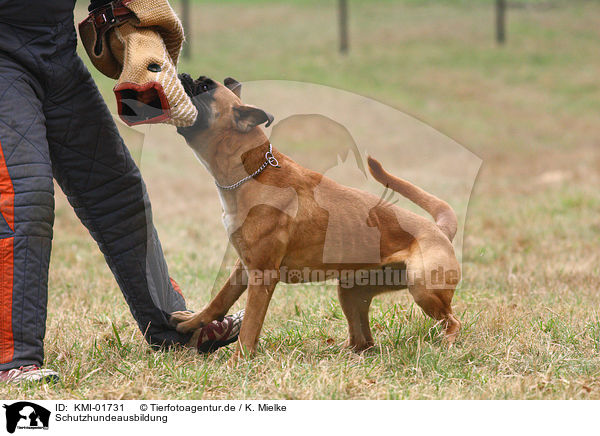 Schutzhundeausbildung / guard dog education / KMI-01731