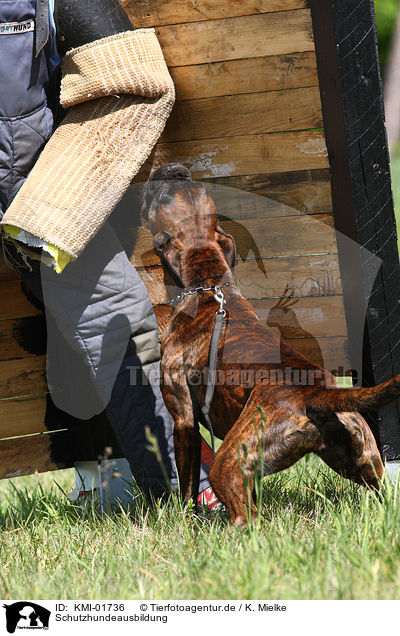 Schutzhundeausbildung / guard dog education / KMI-01736