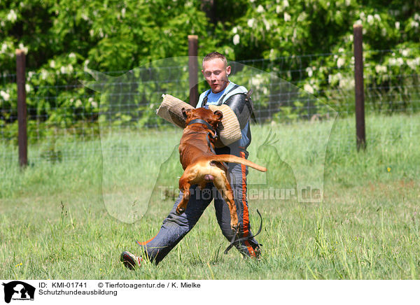 Schutzhundeausbildung / guard dog education / KMI-01741