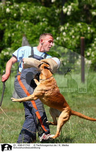 Schutzhundeausbildung / KMI-01742