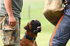 Schutzhundeausbildung