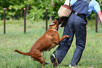 Schutzhundeausbildung
