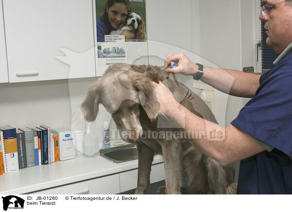 beim Tierarzt / at veterinarian / JB-01280