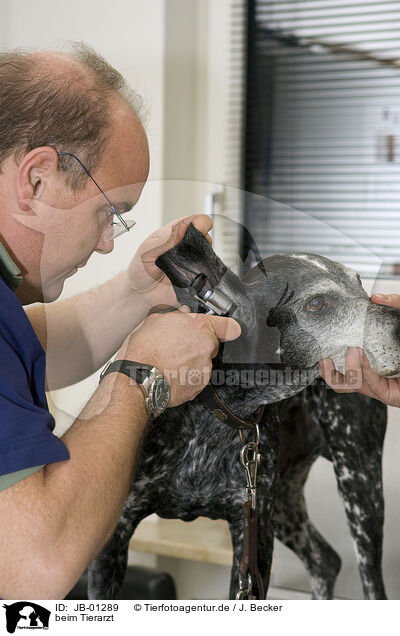 beim Tierarzt / at veterinarian / JB-01289