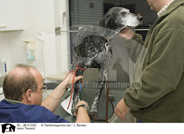 beim Tierarzt / at veterinarian / JB-01293