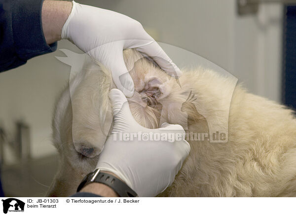 beim Tierarzt / at veterinarian / JB-01303